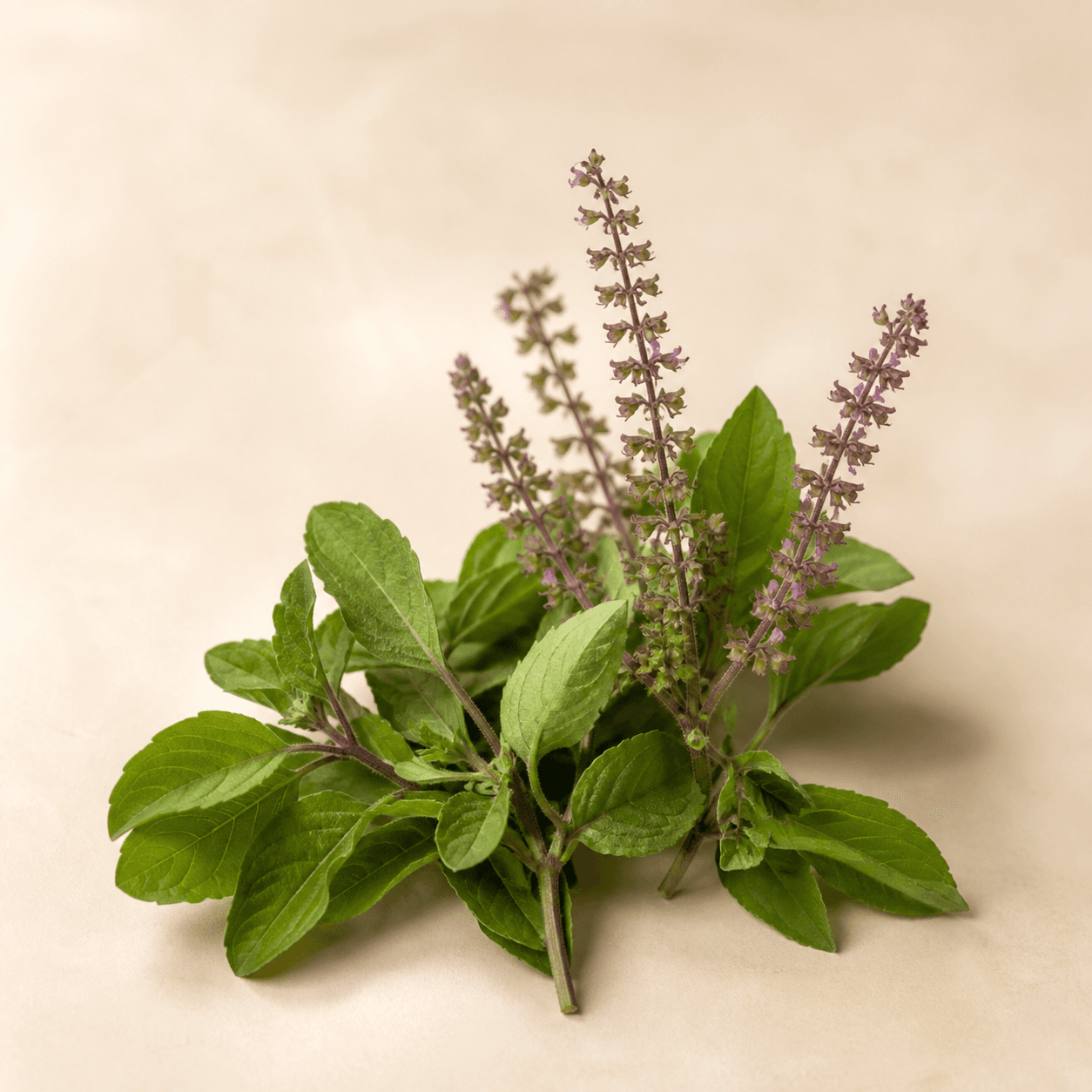 Holy Basil ingredient